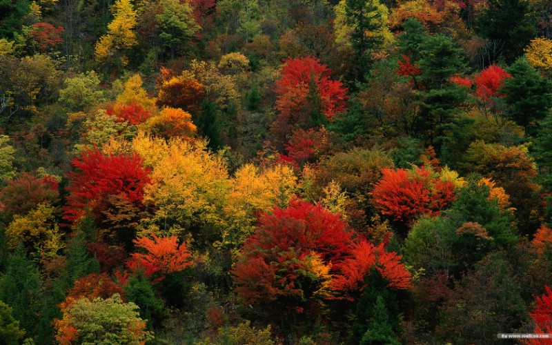  色彩绚丽的森林 秋天森林图片壁纸 秋色无限-森林里的秋天壁纸壁纸 秋色无限-森林里的秋天壁纸图片 秋色无限-森林里的秋天壁纸素材 风景壁纸 风景图库 风景图片素材桌面壁纸