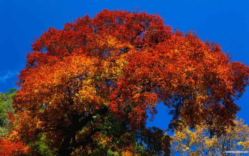  一树的火红 秋天绚丽的树木图片壁纸 秋色无限-森林里的秋天壁纸壁纸 秋色无限-森林里的秋天壁纸图片 秋色无限-森林里的秋天壁纸素材 风景壁纸 风景图库 风景图片素材桌面壁纸
