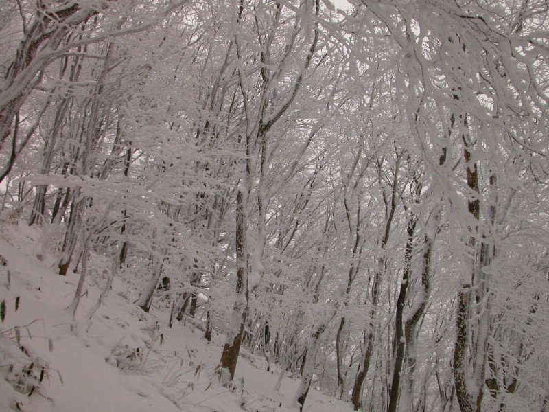 雪中树木 壁纸13壁纸 雪中树木壁纸 雪中树木图片 雪中树木素材 风景壁纸 风景图库 风景图片素材桌面壁纸