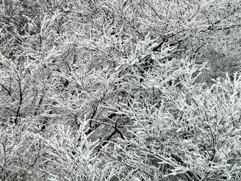 雪中树木 壁纸15壁纸 雪中树木壁纸 雪中树木图片 雪中树木素材 风景壁纸 风景图库 风景图片素材桌面壁纸