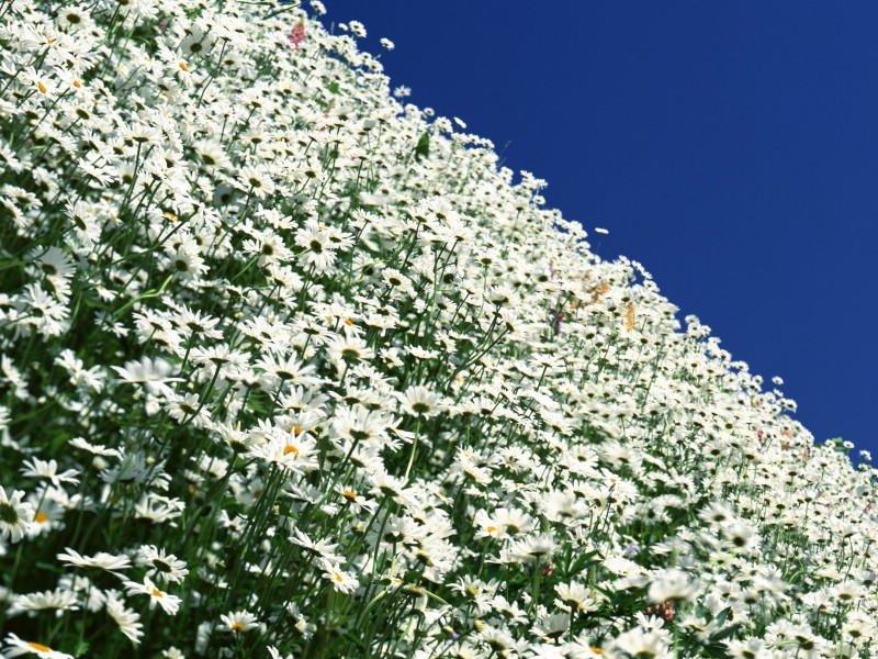 白色花朵 2 9壁纸 白色花朵壁纸 白色花朵图片 白色花朵素材 花卉壁纸 花卉图库 花卉图片素材桌面壁纸