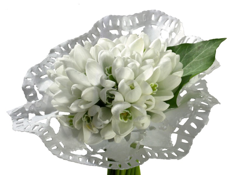 白色花朵 2 8壁纸 白色花朵壁纸 白色花朵图片 白色花朵素材 花卉壁纸 花卉图库 花卉图片素材桌面壁纸