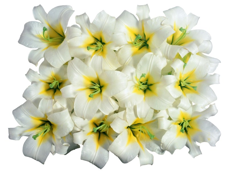白色花朵 2 3壁纸 白色花朵壁纸 白色花朵图片 白色花朵素材 花卉壁纸 花卉图库 花卉图片素材桌面壁纸