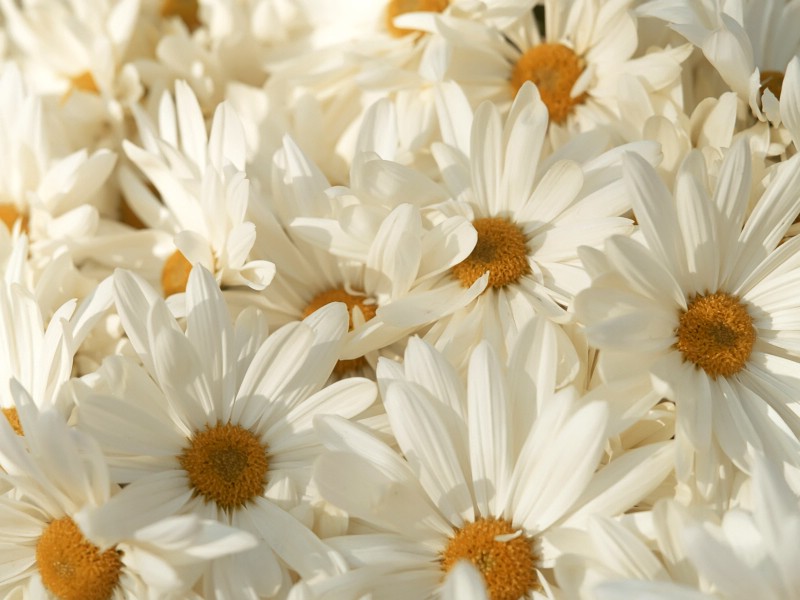 白色花朵 3 9壁纸 白色花朵壁纸 白色花朵图片 白色花朵素材 花卉壁纸 花卉图库 花卉图片素材桌面壁纸