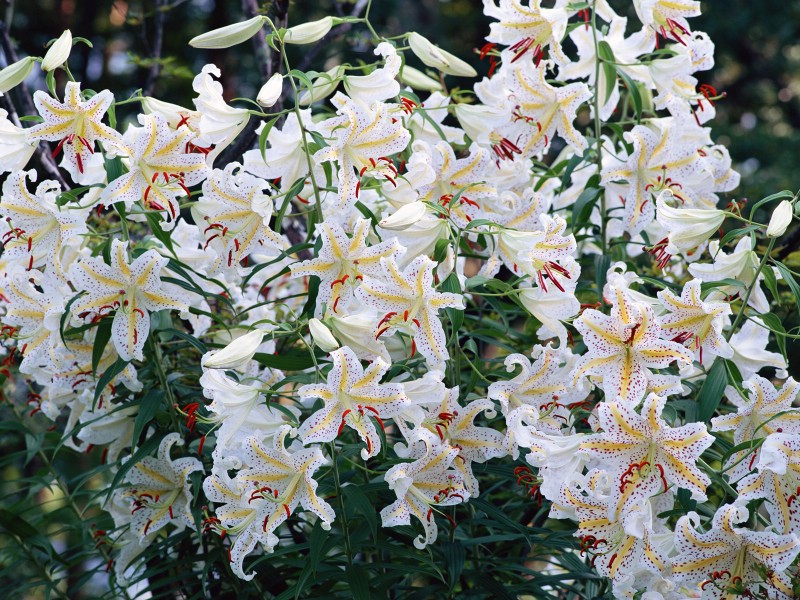白色花朵 4 6壁纸 白色花朵壁纸 白色花朵图片 白色花朵素材 花卉壁纸 花卉图库 花卉图片素材桌面壁纸