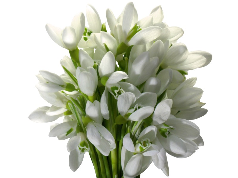 白色花朵 4 2壁纸 白色花朵壁纸 白色花朵图片 白色花朵素材 花卉壁纸 花卉图库 花卉图片素材桌面壁纸
