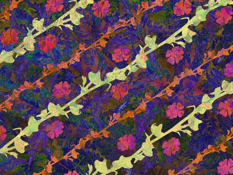 电脑花卉绘画壁纸 电脑花卉绘画壁纸 电脑花卉绘画图片 电脑花卉绘画素材 花卉壁纸 花卉图库 花卉图片素材桌面壁纸