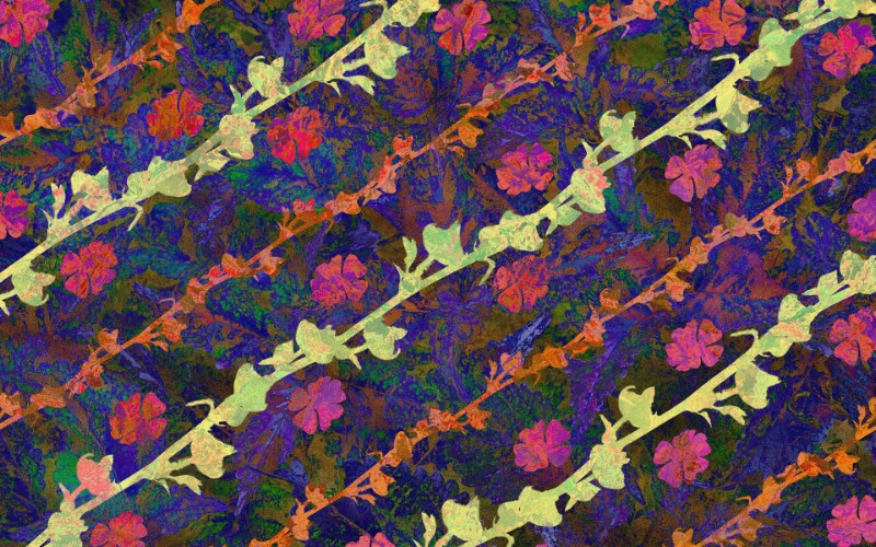  电脑CG花卉插画壁纸 电脑花卉绘画壁纸 电脑花卉绘画图片 电脑花卉绘画素材 花卉壁纸 花卉图库 花卉图片素材桌面壁纸