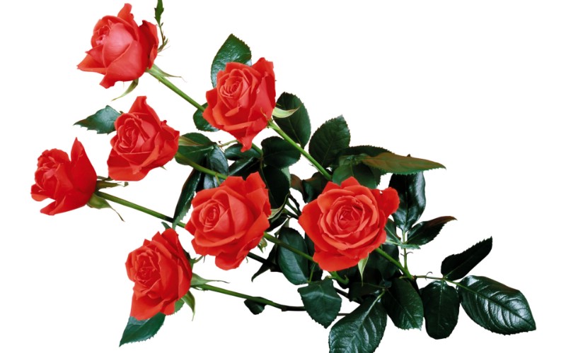 玫瑰写真 3 8壁纸 玫瑰写真壁纸 玫瑰写真图片 玫瑰写真素材 花卉壁纸 花卉图库 花卉图片素材桌面壁纸