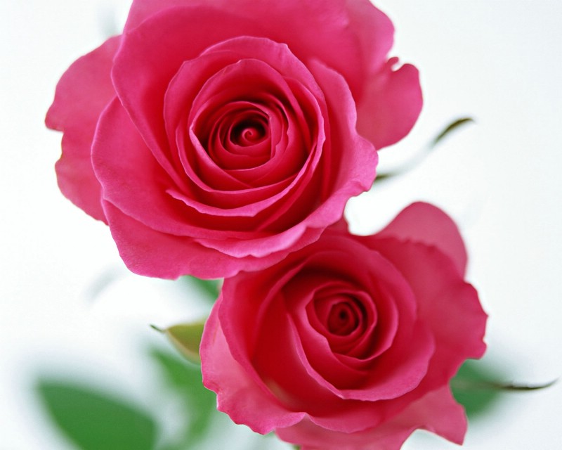 玫瑰写真 2 20壁纸 玫瑰写真壁纸 玫瑰写真图片 玫瑰写真素材 花卉壁纸 花卉图库 花卉图片素材桌面壁纸