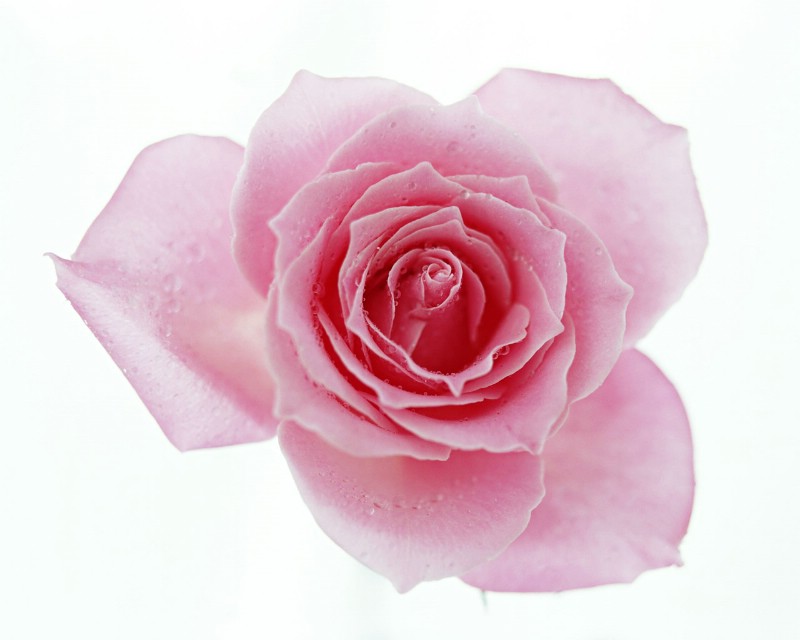 玫瑰写真 2 16壁纸 玫瑰写真壁纸 玫瑰写真图片 玫瑰写真素材 花卉壁纸 花卉图库 花卉图片素材桌面壁纸