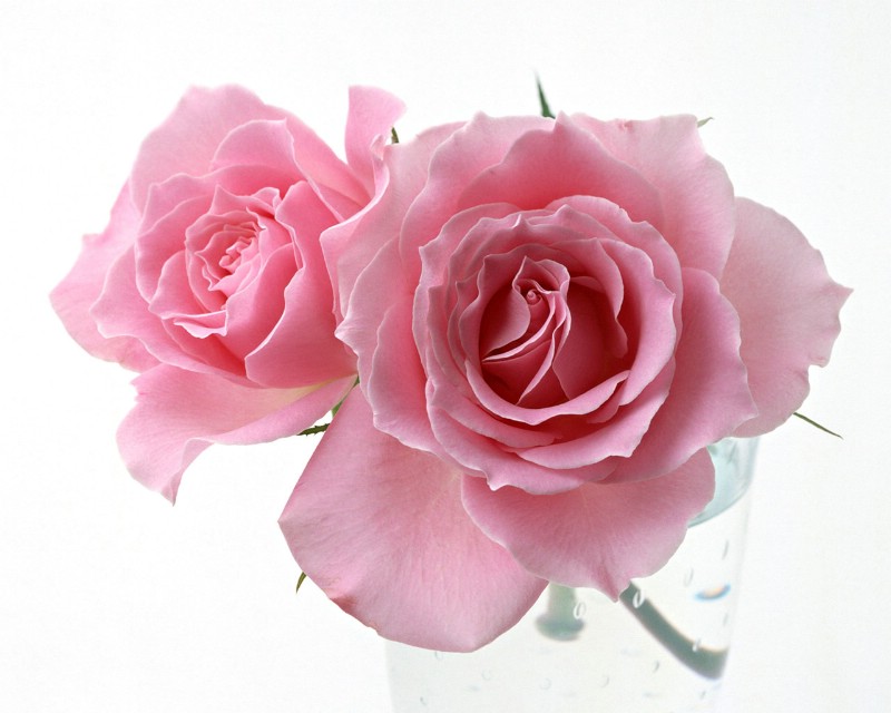 玫瑰写真 2 12壁纸 玫瑰写真壁纸 玫瑰写真图片 玫瑰写真素材 花卉壁纸 花卉图库 花卉图片素材桌面壁纸