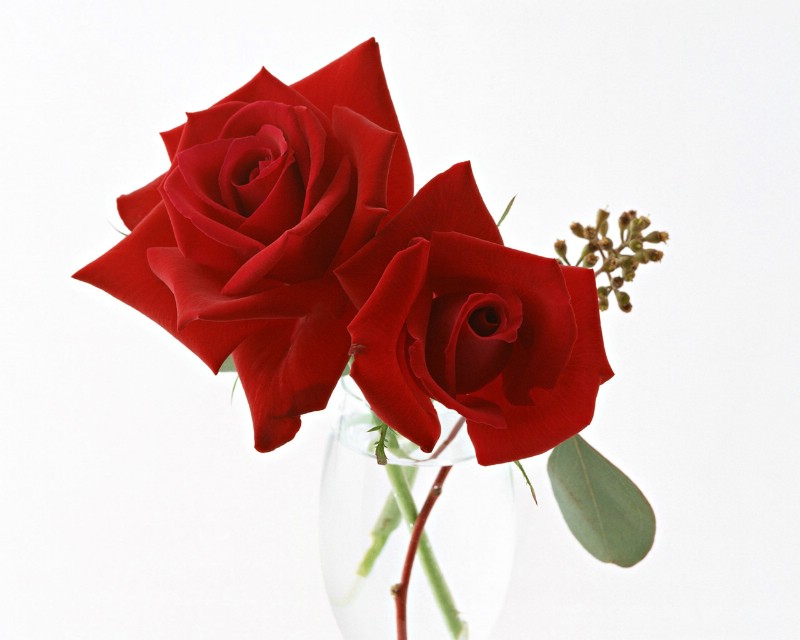 玫瑰写真 2 4壁纸 玫瑰写真壁纸 玫瑰写真图片 玫瑰写真素材 花卉壁纸 花卉图库 花卉图片素材桌面壁纸