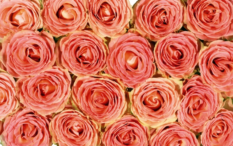 玫瑰写真 4 14壁纸 玫瑰写真壁纸 玫瑰写真图片 玫瑰写真素材 花卉壁纸 花卉图库 花卉图片素材桌面壁纸