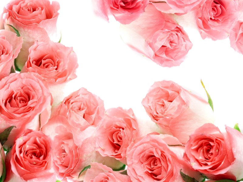 玫瑰写真 6 4壁纸 玫瑰写真壁纸 玫瑰写真图片 玫瑰写真素材 花卉壁纸 花卉图库 花卉图片素材桌面壁纸