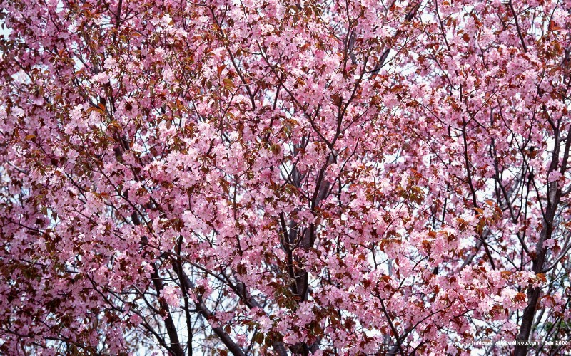  日本樱花图片 Japanese Sakura Cherry Blossom Photos壁纸 三月樱花节-樱花壁纸壁纸 三月樱花节-樱花壁纸图片 三月樱花节-樱花壁纸素材 花卉壁纸 花卉图库 花卉图片素材桌面壁纸