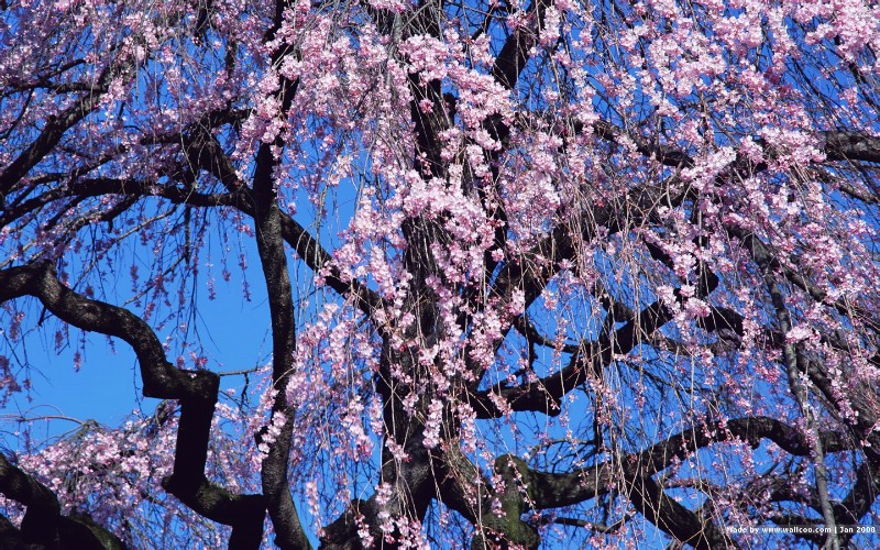  日本樱花图片 Japanese Sakura Cherry Blossom Photos壁纸 三月樱花节-樱花壁纸壁纸 三月樱花节-樱花壁纸图片 三月樱花节-樱花壁纸素材 花卉壁纸 花卉图库 花卉图片素材桌面壁纸