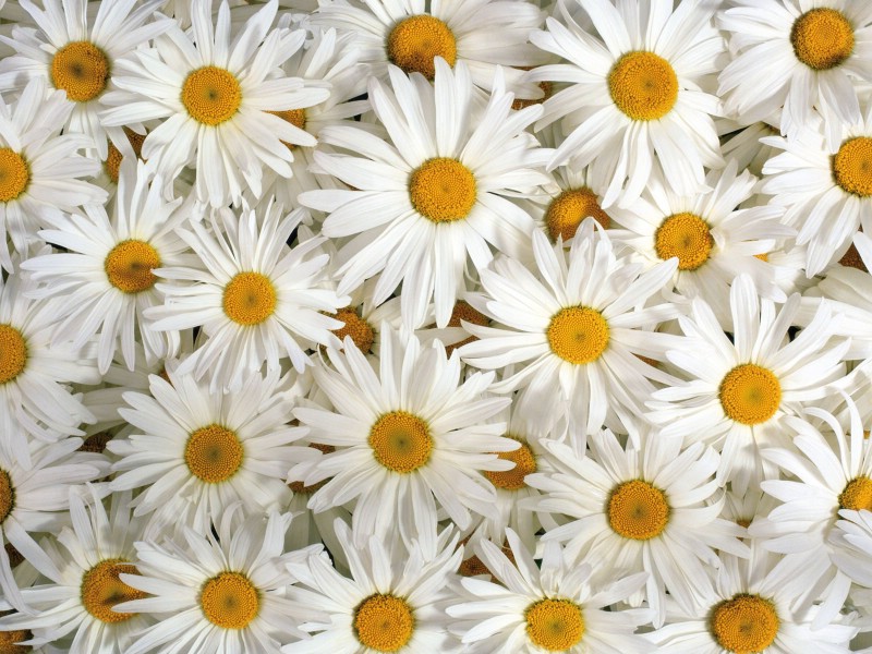 白色花朵 1 4壁纸 鲜花特写 白色花朵 第一辑壁纸 鲜花特写 白色花朵 第一辑图片 鲜花特写 白色花朵 第一辑素材 花卉壁纸 花卉图库 花卉图片素材桌面壁纸