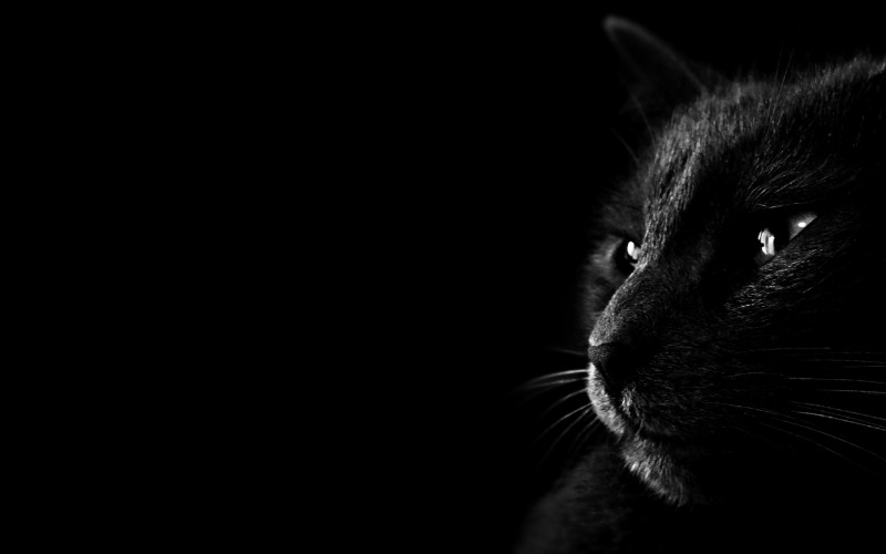 黑猫 多分辨率 壁纸102560x1600壁纸 黑猫 （多分辨率）壁纸 黑猫 （多分辨率）图片 黑猫 （多分辨率）素材 精选壁纸 精选图库 精选图片素材桌面壁纸
