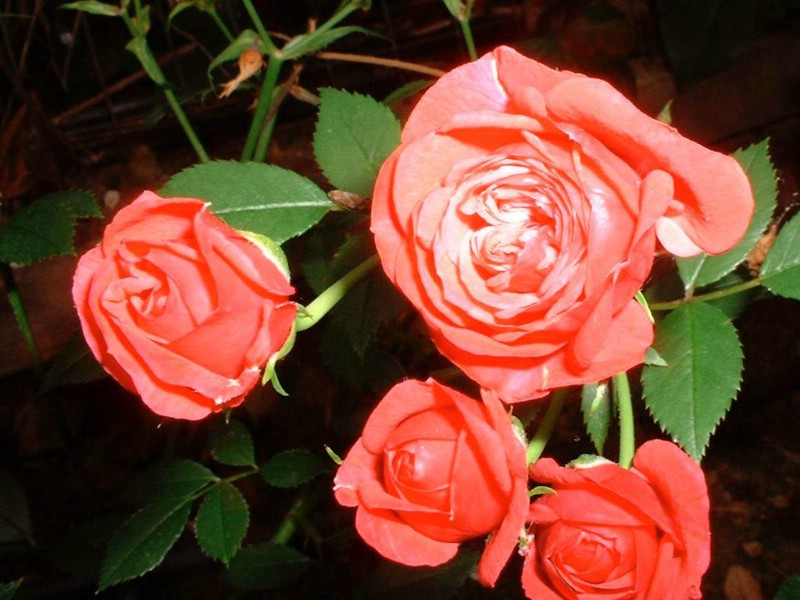 爱的表述 玫瑰壁纸 爱的表述-玫瑰壁纸 爱的表述-玫瑰图片 爱的表述-玫瑰素材 植物壁纸 植物图库 植物图片素材桌面壁纸
