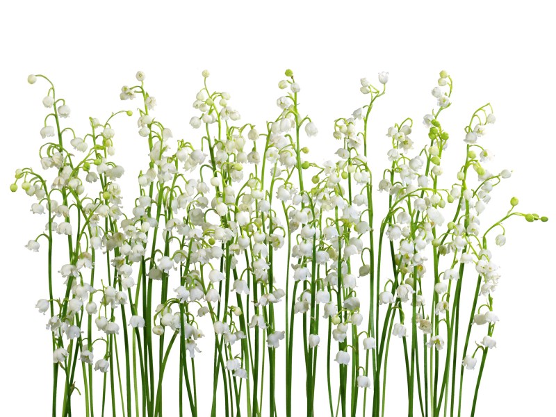 白色花朵壁纸壁纸 白色花朵壁纸壁纸 白色花朵壁纸图片 白色花朵壁纸素材 植物壁纸 植物图库 植物图片素材桌面壁纸