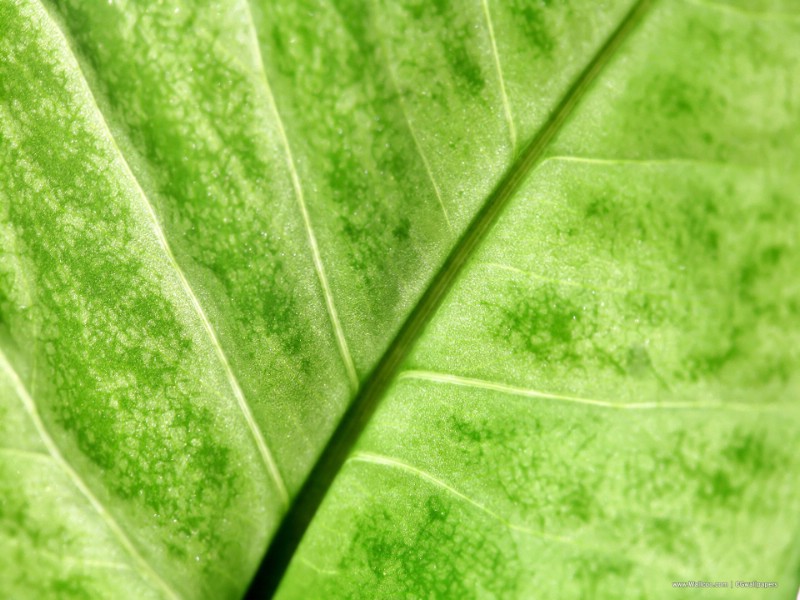 高清晰植物绿叶壁纸 高清晰植物绿叶壁纸 高清晰植物绿叶图片 高清晰植物绿叶素材 植物壁纸 植物图库 植物图片素材桌面壁纸