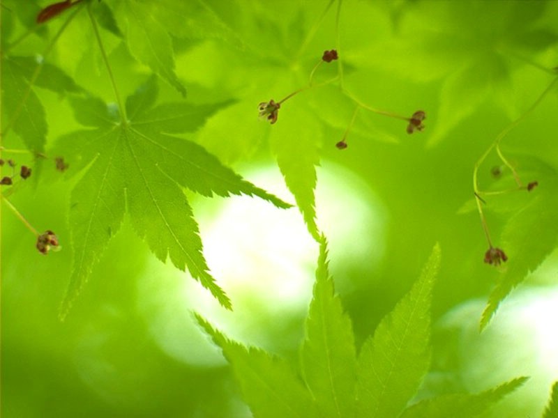 绿色生命力 一壁纸 绿色生命力(一)壁纸 绿色生命力(一)图片 绿色生命力(一)素材 植物壁纸 植物图库 植物图片素材桌面壁纸