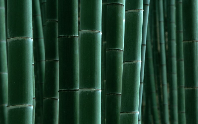 绿色竹情壁纸壁纸 绿色竹情壁纸壁纸 绿色竹情壁纸图片 绿色竹情壁纸素材 植物壁纸 植物图库 植物图片素材桌面壁纸