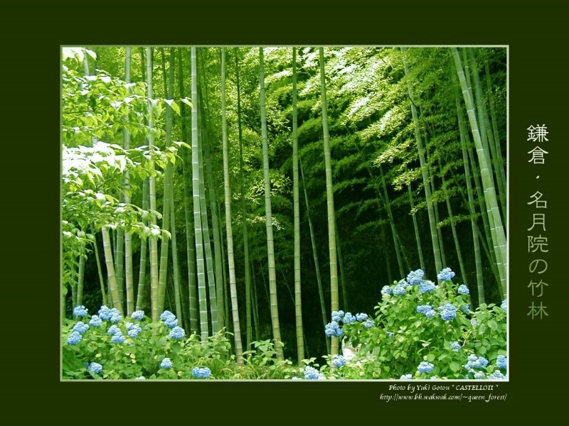 如诗的风景 绿韵壁纸 如诗的风景-绿韵壁纸 如诗的风景-绿韵图片 如诗的风景-绿韵素材 植物壁纸 植物图库 植物图片素材桌面壁纸