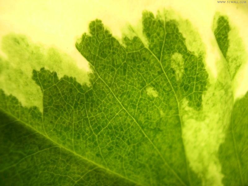 叶子壁纸 叶子壁纸 叶子图片 叶子素材 植物壁纸 植物图库 植物图片素材桌面壁纸