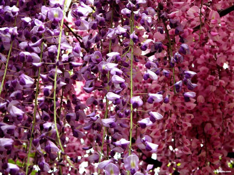 紫藤壁纸 紫藤壁纸 紫藤图片 紫藤素材 植物壁纸 植物图库 植物图片素材桌面壁纸