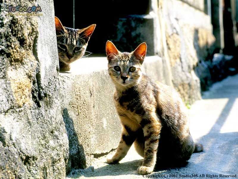  街头猫咪壁纸 Desktop Wallpaper of City Cat壁纸 东瀛风情-猫之壁纸壁纸 东瀛风情-猫之壁纸图片 东瀛风情-猫之壁纸素材 动物壁纸 动物图库 动物图片素材桌面壁纸