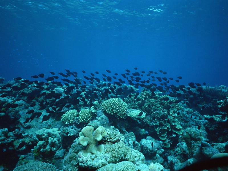 海地世界 1 15壁纸 海洋生物 海地世界 第一辑壁纸 海洋生物 海地世界 第一辑图片 海洋生物 海地世界 第一辑素材 动物壁纸 动物图库 动物图片素材桌面壁纸