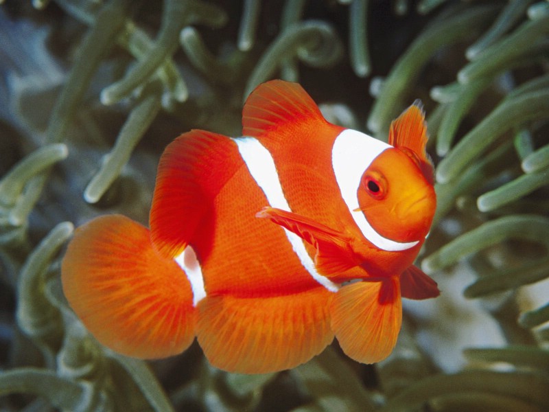 海洋生物桌面壁纸下载壁纸 海洋生物桌面壁纸下载壁纸 海洋生物桌面壁纸下载图片 海洋生物桌面壁纸下载素材 动物壁纸 动物图库 动物图片素材桌面壁纸