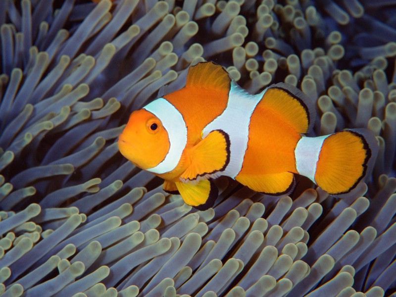 海洋生物桌面壁纸下载壁纸 海洋生物桌面壁纸下载壁纸 海洋生物桌面壁纸下载图片 海洋生物桌面壁纸下载素材 动物壁纸 动物图库 动物图片素材桌面壁纸