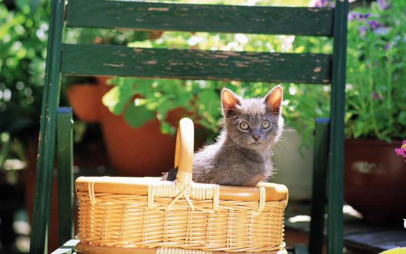  篮子里的小黑猫咪图片壁纸壁纸 后院里的小猫咪壁纸 后院里的小猫咪图片 后院里的小猫咪素材 动物壁纸 动物图库 动物图片素材桌面壁纸