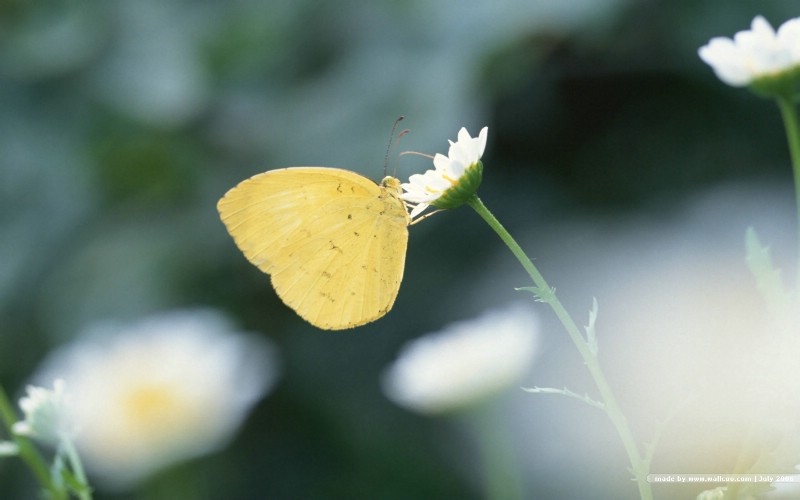 蝴蝶图片 蝴蝶壁纸 Desktop wallpaper of Beautiful Buttrfly壁纸,花与蝴蝶-专业蝴蝶摄影壁纸壁纸图片