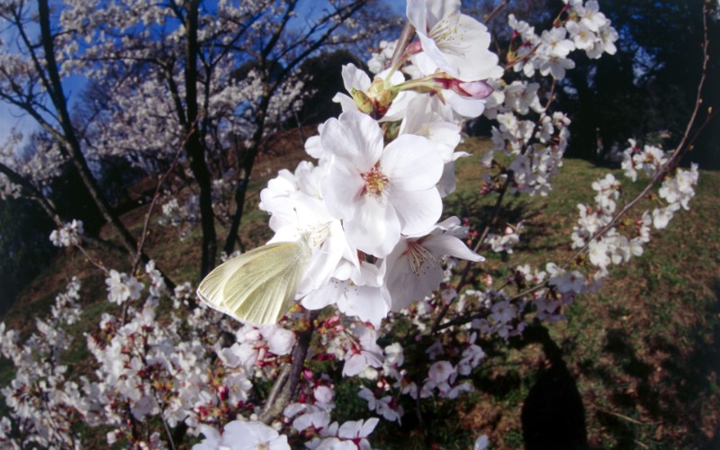 蝴蝶 宽屏高清壁纸 1920x1200 壁纸37壁纸 蝴蝶 宽屏高清壁纸壁纸 蝴蝶 宽屏高清壁纸图片 蝴蝶 宽屏高清壁纸素材 动物壁纸 动物图库 动物图片素材桌面壁纸