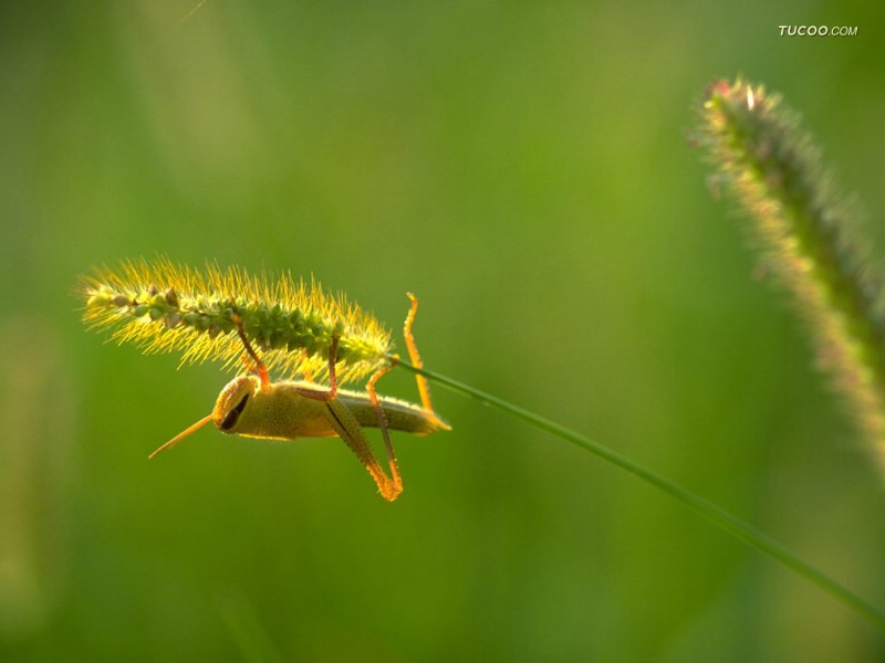 昆虫壁纸之 昆虫与植物 昆虫摄影 昆虫与植物 Insect Photography Desktop壁纸 季节剪影-昆虫与植物壁纸壁纸 季节剪影-昆虫与植物壁纸图片 季节剪影-昆虫与植物壁纸素材 动物壁纸 动物图库 动物图片素材桌面壁纸