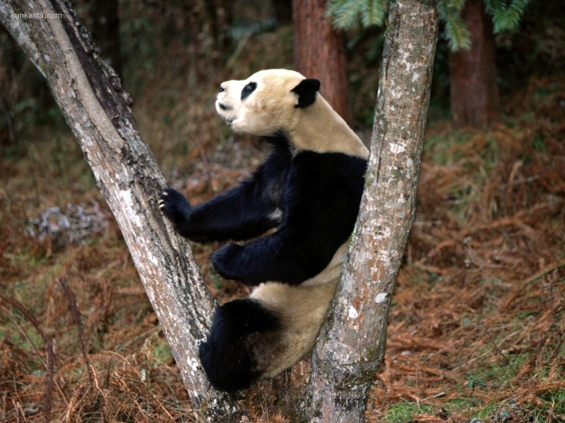 可爱国宝 大熊猫高清晰壁纸壁纸 可爱国宝！大熊猫高清晰壁纸壁纸 可爱国宝！大熊猫高清晰壁纸图片 可爱国宝！大熊猫高清晰壁纸素材 动物壁纸 动物图库 动物图片素材桌面壁纸