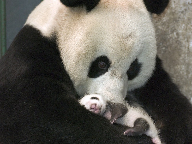 可爱国宝 大熊猫高清晰壁纸壁纸 可爱国宝！大熊猫高清晰壁纸壁纸 可爱国宝！大熊猫高清晰壁纸图片 可爱国宝！大熊猫高清晰壁纸素材 动物壁纸 动物图库 动物图片素材桌面壁纸