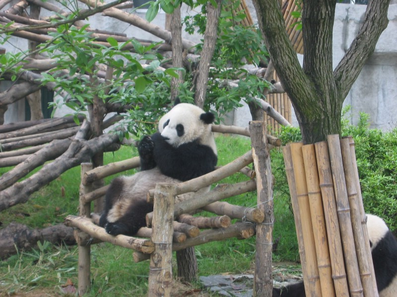 可爱国宝 大熊猫高清晰壁纸壁纸 可爱国宝！大熊猫高清晰壁纸壁纸 可爱国宝！大熊猫高清晰壁纸图片 可爱国宝！大熊猫高清晰壁纸素材 动物壁纸 动物图库 动物图片素材桌面壁纸