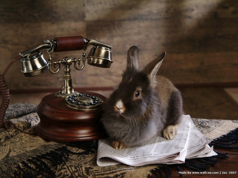 可爱兔子 小灰兔 灰色兔子图片摄影 House Pet Rabbits Photo Desktop壁纸 可爱兔子-小灰兔壁纸壁纸 可爱兔子-小灰兔壁纸图片 可爱兔子-小灰兔壁纸素材 动物壁纸 动物图库 动物图片素材桌面壁纸