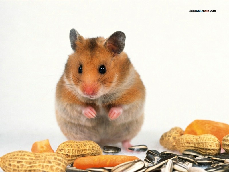  小仓鼠图片壁纸 Pet hamster Photos Desktop壁纸 可爱小仓鼠壁纸壁纸 可爱小仓鼠壁纸图片 可爱小仓鼠壁纸素材 动物壁纸 动物图库 动物图片素材桌面壁纸