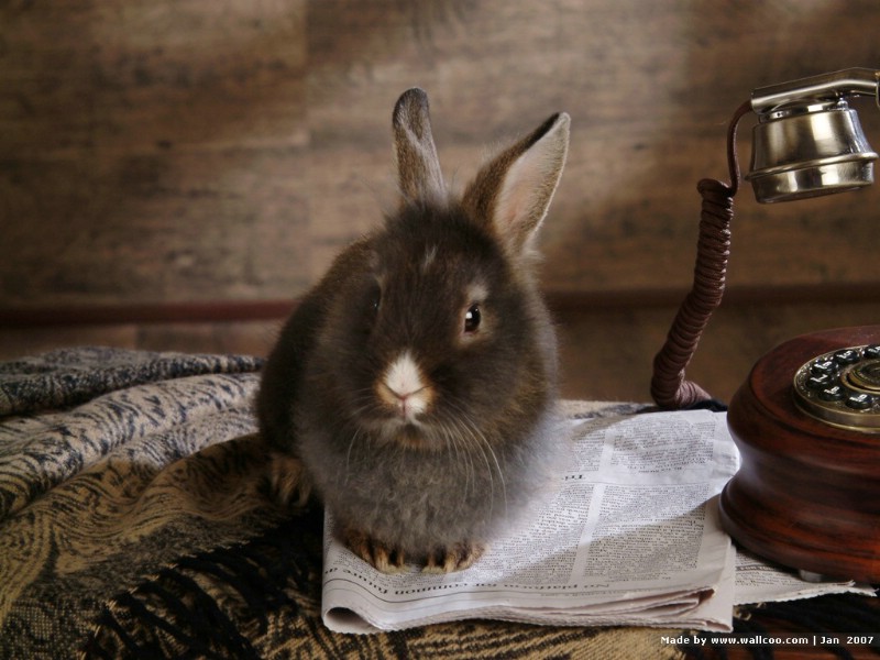 可爱小灰兔壁纸 可爱小灰兔壁纸 可爱小灰兔图片 可爱小灰兔素材 动物壁纸 动物图库 动物图片素材桌面壁纸