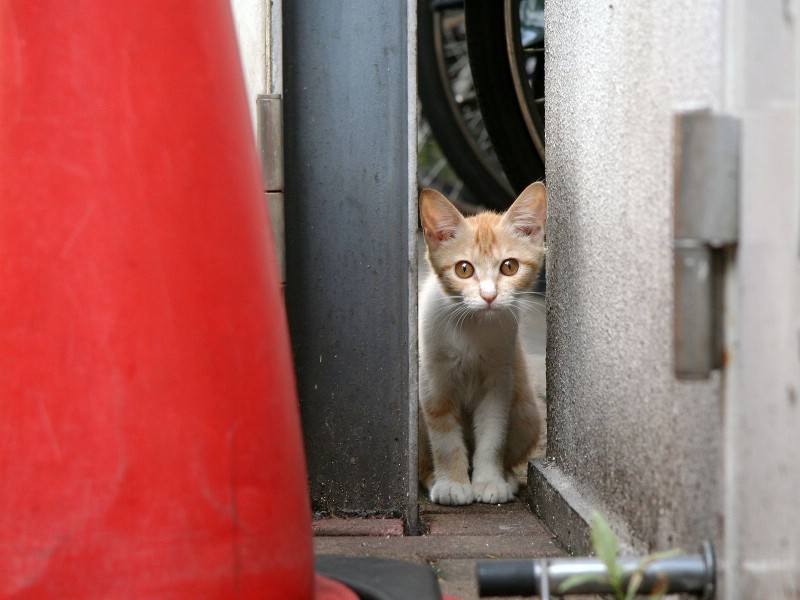 可爱小猫咪桌面壁纸壁纸 可爱小猫咪桌面壁纸壁纸 可爱小猫咪桌面壁纸图片 可爱小猫咪桌面壁纸素材 动物壁纸 动物图库 动物图片素材桌面壁纸