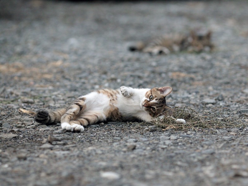 可爱小猫咪桌面壁纸壁纸 可爱小猫咪桌面壁纸壁纸 可爱小猫咪桌面壁纸图片 可爱小猫咪桌面壁纸素材 动物壁纸 动物图库 动物图片素材桌面壁纸