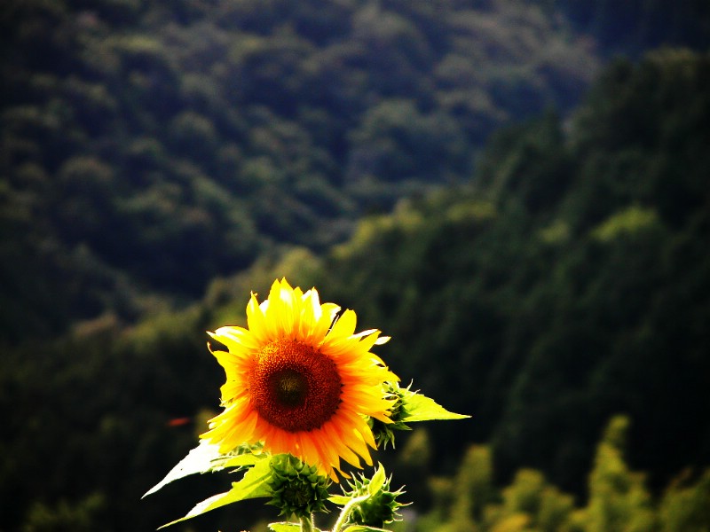 葵花专辑壁纸 葵花壁纸壁纸 葵花壁纸图片 葵花壁纸素材 动物壁纸 动物图库 动物图片素材桌面壁纸