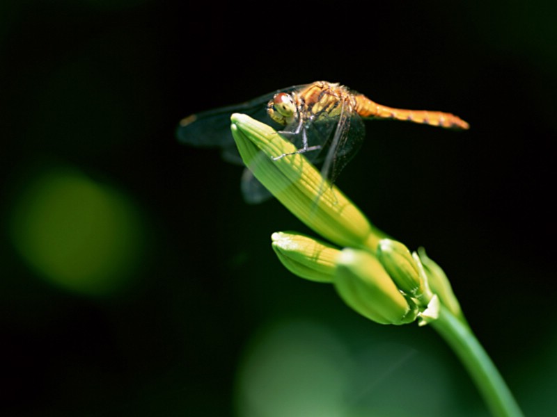 昆虫剪影 蜻蜓 蜻蜓图片 蜻蜓壁纸 Desktop Wallpaper of dragonfly壁纸 昆虫剪影-蜻蜓壁纸 昆虫剪影-蜻蜓图片 昆虫剪影-蜻蜓素材 动物壁纸 动物图库 动物图片素材桌面壁纸