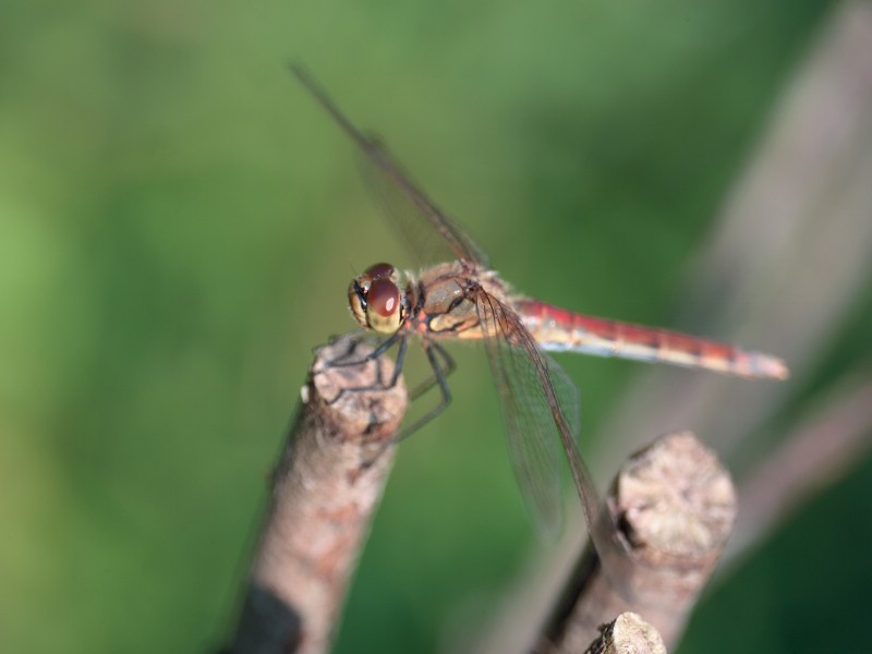 昆虫剪影 蜻蜓 蜻蜓图片 蜻蜓壁纸 Desktop Wallpaper of dragonfly壁纸 昆虫剪影-蜻蜓壁纸 昆虫剪影-蜻蜓图片 昆虫剪影-蜻蜓素材 动物壁纸 动物图库 动物图片素材桌面壁纸